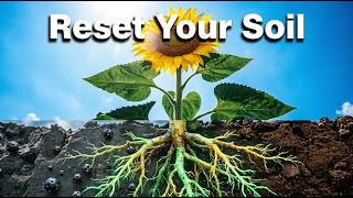 The Best Plant to Remove Lead &amp; Arsenic from Your Garden Soil