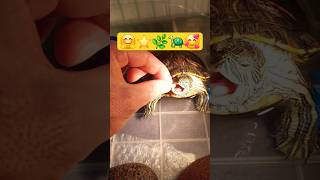 Tembele Afiyet Olsun 🐢🌿⭐️🥰 Resimi
