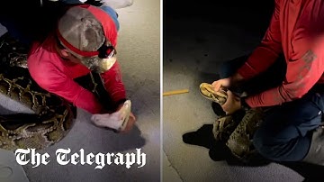 Snake hunter wrestles longest python ever caught in US