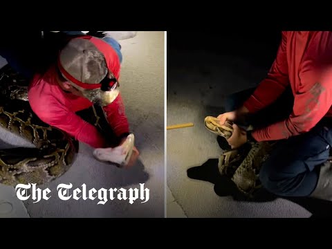 Snake hunter wrestles longest python ever caught in US