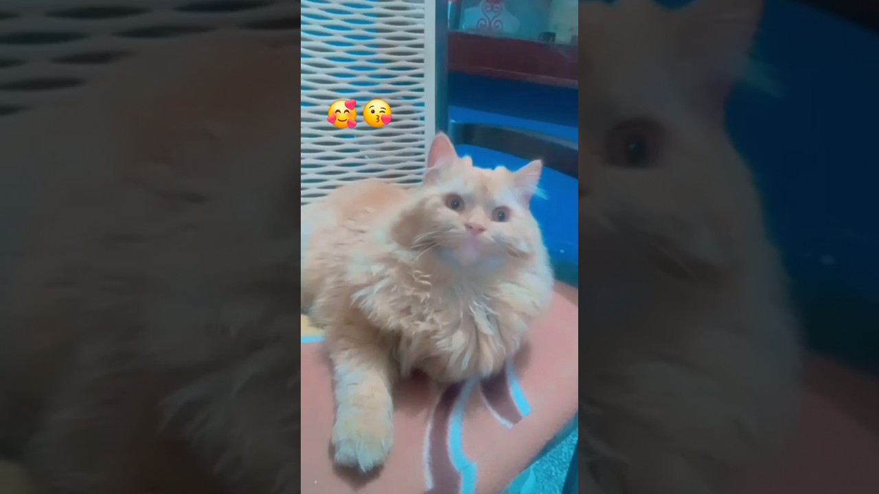 my cute simba 🥰//short video song//farhana sultan vlog