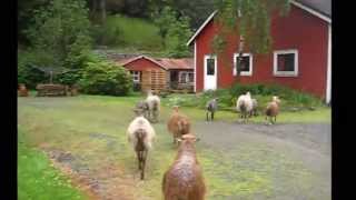 Rebel sheep (2013)