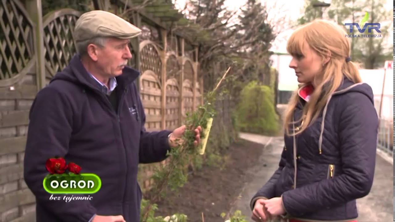 Ogród bez tajemnic ,,Jak sadzić powojniki''