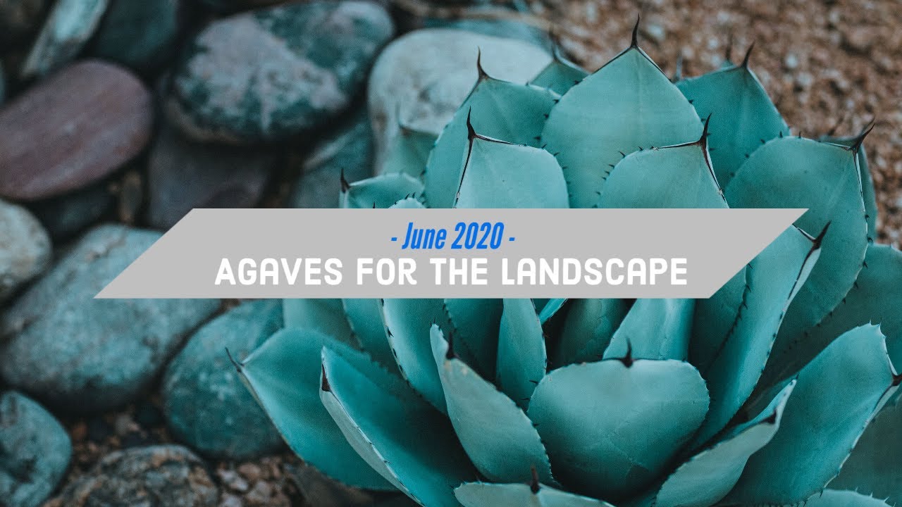 June 2020 - Greg Starr "Agaves for the Landscape"