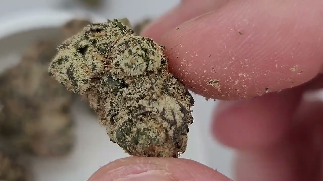 Perfect Plant Market | Green Crack, Biscotti, and Brat Berry Overview 