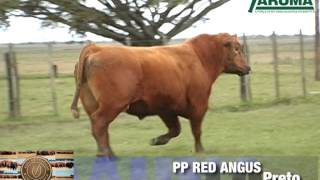 BARAUNA T198 LOTE 08
