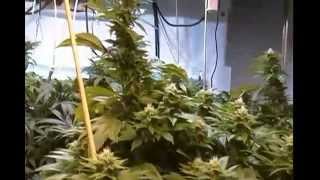 Week 5 Bloom 6k Watt Grow Room Scrog