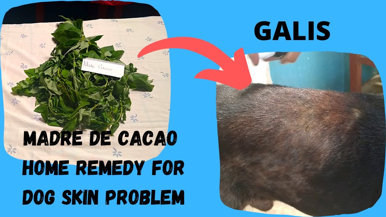 How to Make Madre De Cacao Oil at Home Remedy for Dog Skin Fungal