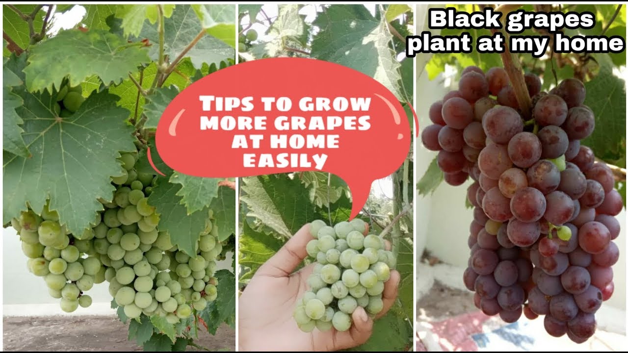 Tips to grow more grapes at home /ఒక్క చెట్టుకి ఎన్ని ద్రక్షగుత్తులో..😮