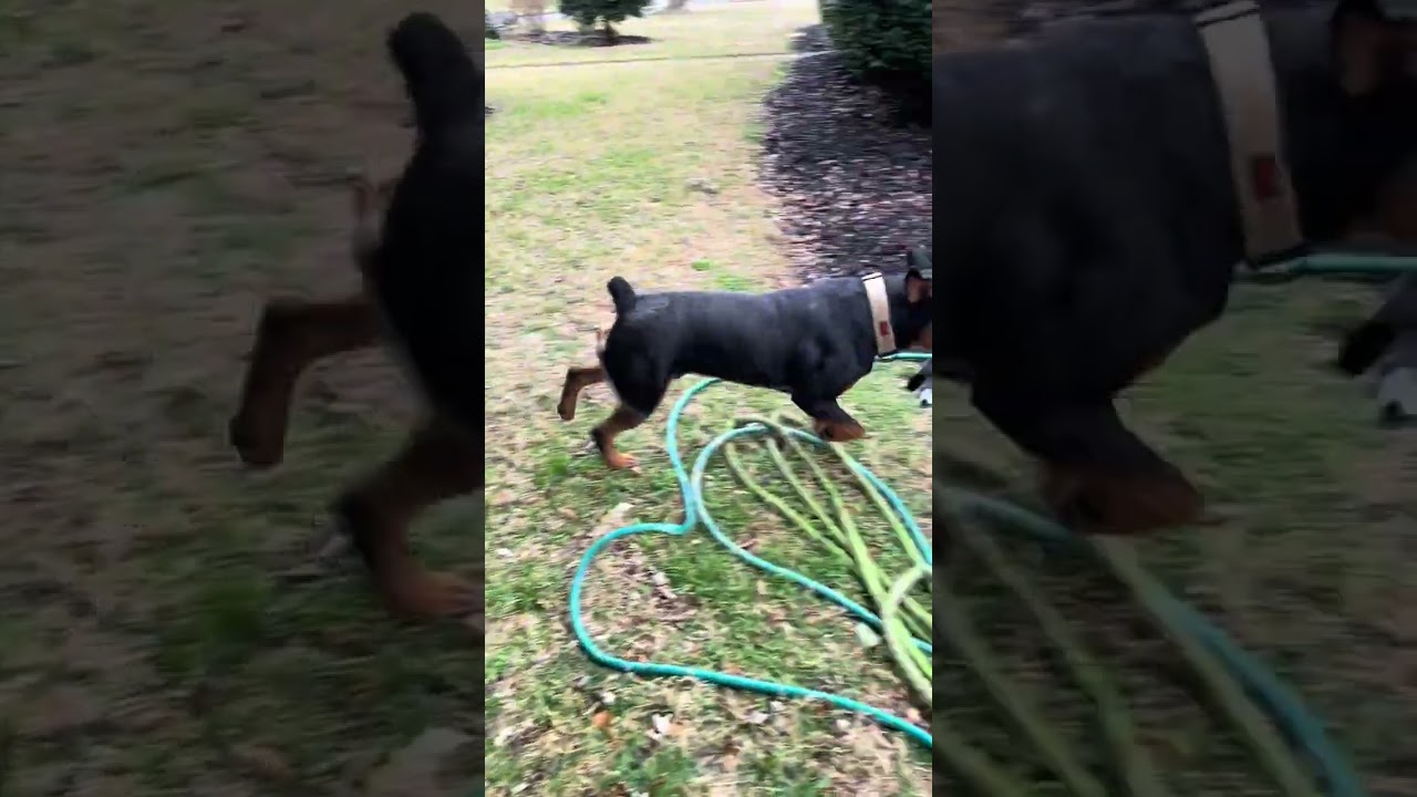 Scent Training With Zeus Boogie