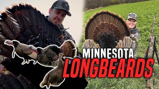 MINNESOTA LONGBEARDS | Hard Gobbling Turkey Action