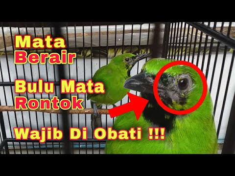 Video: Mengapa Snot Hijau dan Kuning