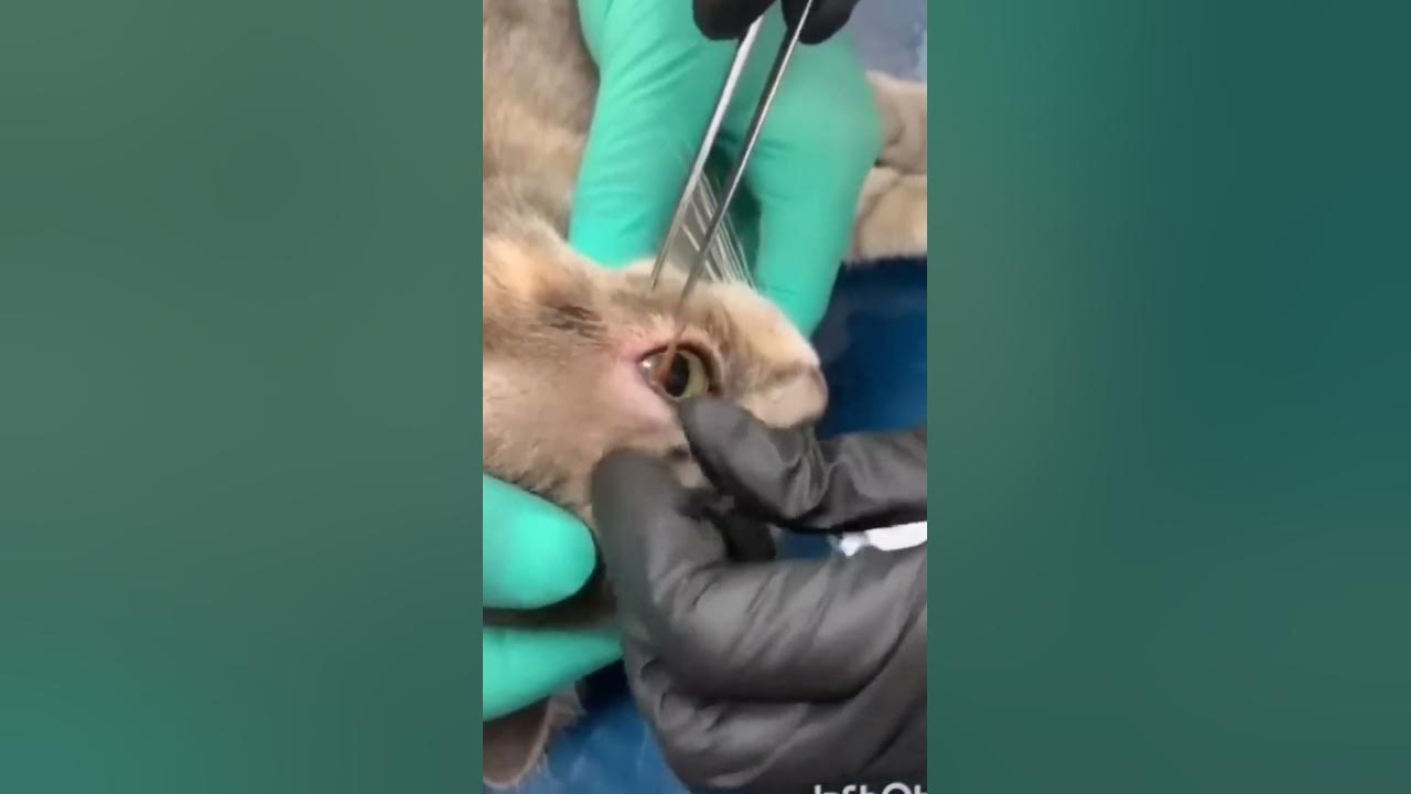 Removal Satisfying Grass Foxtail from dog cats YouTube