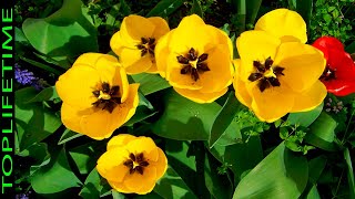 10 Plantas Con Flores Amarillas Más Hermosas