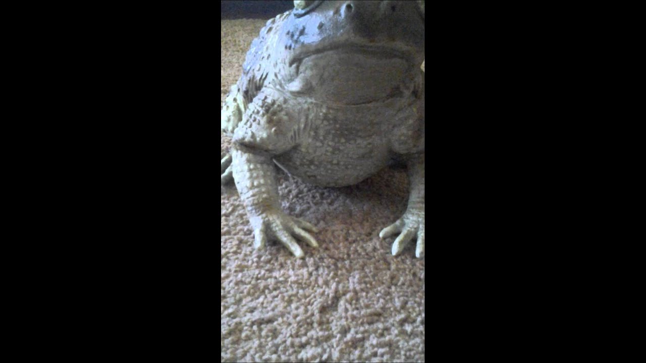 Worlds biggest bullfrog ever! YouTube
