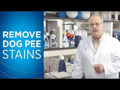 Comment obtenir Dog Pee Sur Tapis | BISSELL