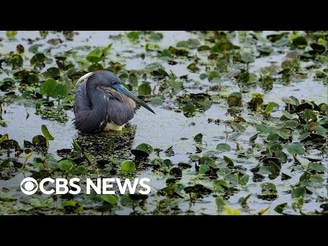 What the Supreme Court's wetlands decision means for the environment