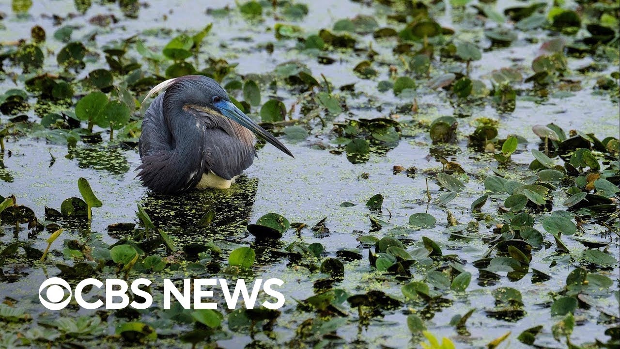 What the Supreme Court's wetlands decision means for the environment