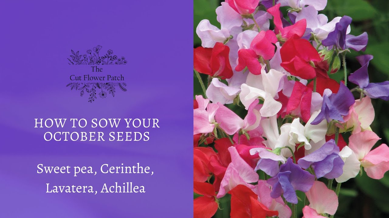 How to sow your October seeds sweet pea, cerinthe, lavatera, achillea YouTube