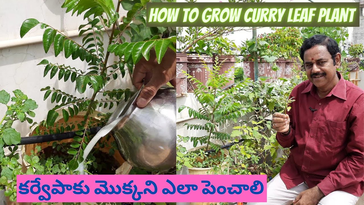 How to Grow Curry Leaf Plant and Care | కర్వేపాకు మొక్కని కుండీలో ఎలా పెంచాలి?