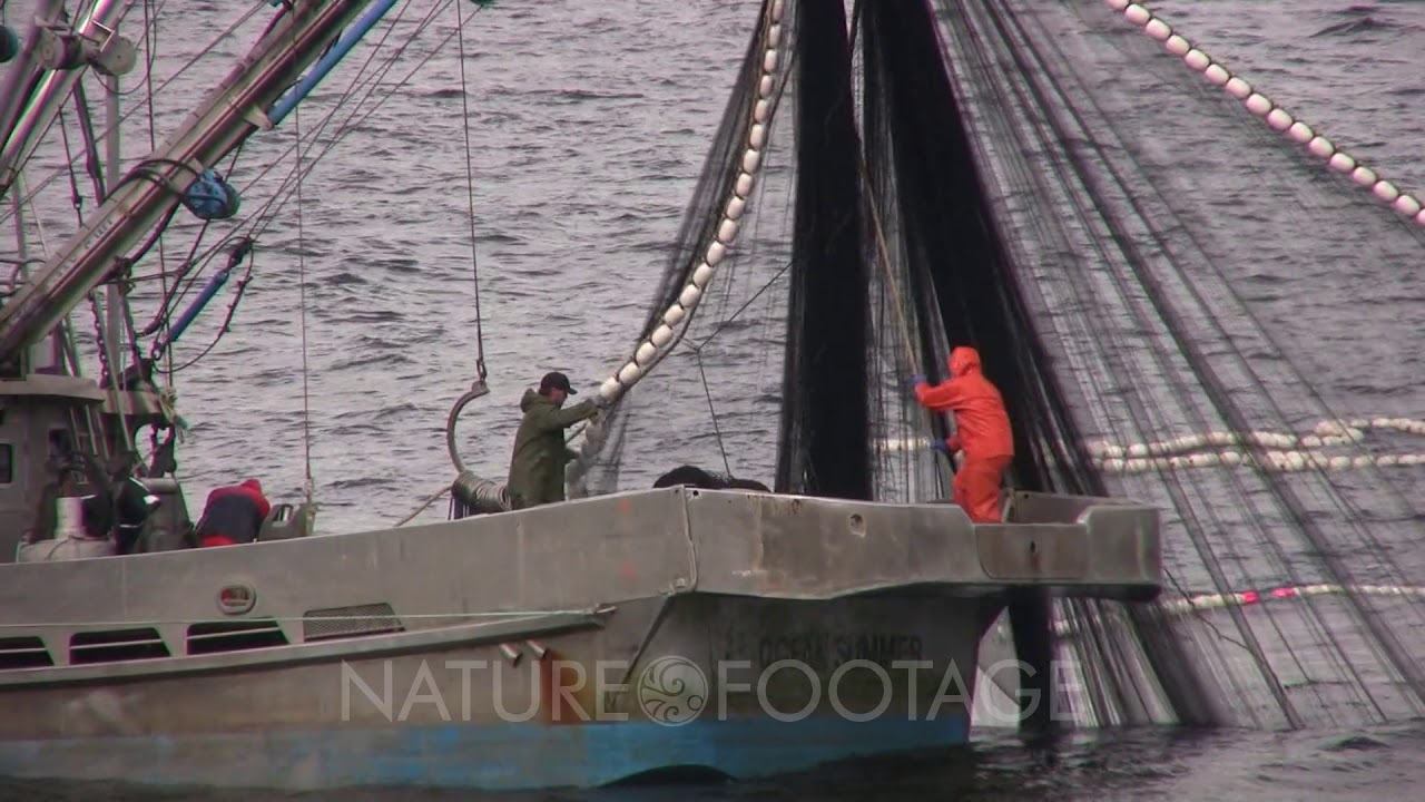 Commercial Fishing Boat  Hauling In A Purse Seine Net