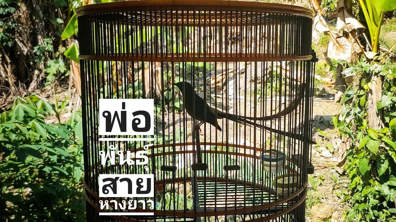 นกบินหลาดงหางยาว