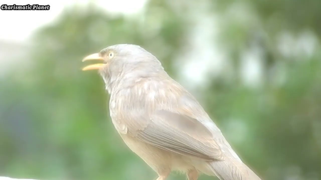 Jungle babbler Call (Argya striata) / Indian Birds / Babbler Birds / Babbler Species
