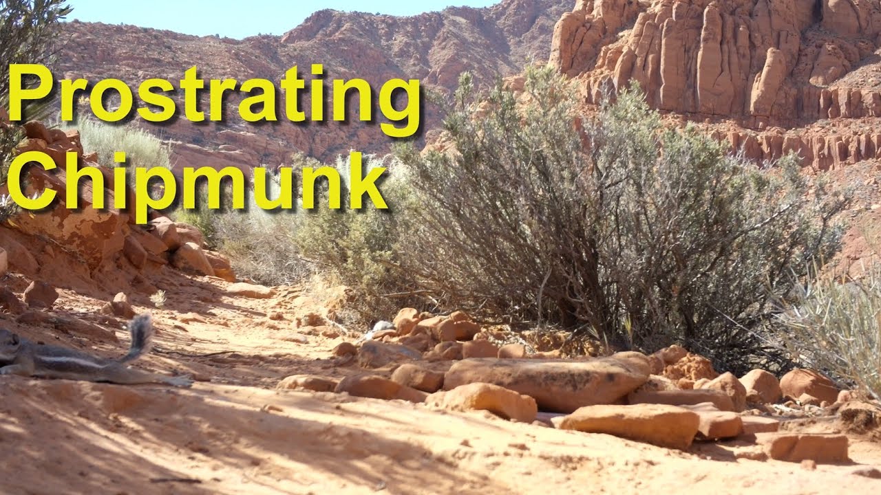 Prostrating Bear Prostrating Chipmunk - YouTube