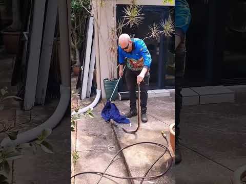 Red Bellied Black Snake goes for a dip in an ABANDONED POOL!🐍