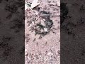 Ant's nest