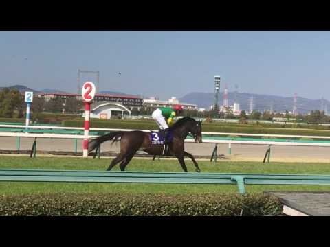大阪杯2017(現地)本馬場入場 キタサンブラック、ミッキーロケットなど