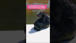 Monterey Bay Aquarium debuts new rescued southern sea otters Suri and Willow