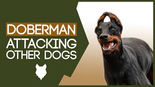 DOBERMAN TRAINING! How To Stop Doberman Attacking Other Dogs!