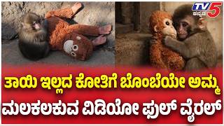 Japan Punch Monkey viral Video: ತಾಯಿ ಇಲ್ಲದ ಕೋತಿಗೆ ಬೊಂಬೆಯೇ ಅಮ್ಮ ಮಲಕಲಕುವ ವಿಡಿಯೋ ಫುಲ್ ವೈರಲ್