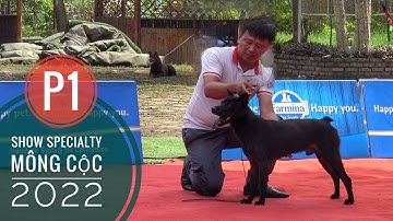 P1: Cuộc Thi Chuyên Biệt của Giống Chó H