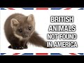 British Animals You Won't Find in America - Anglophenia Ep 27