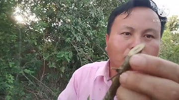 qhia tshuaj zoo qoob zwm rau hauv yu lub cev.me nyuam yau lau zoo ib yam.