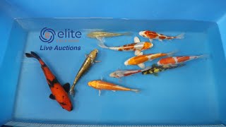 Elite Koi's Japanese Koi Auction Livestream Event - Bid on Stunning Varieties from Home!