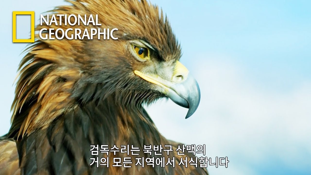 날개폭 2m! 급강하 시속 240km! 하늘의 제왕 '검독수리' (내레이션: 베어 그릴스)