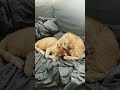 Im Never giving them up