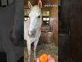 【ラニ】にんじんをどうぞ🥕July 25, 2024 Lani☁️🥕