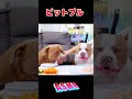 ピットブルの親子がエサを食べる音♪【ASMR】#shorts