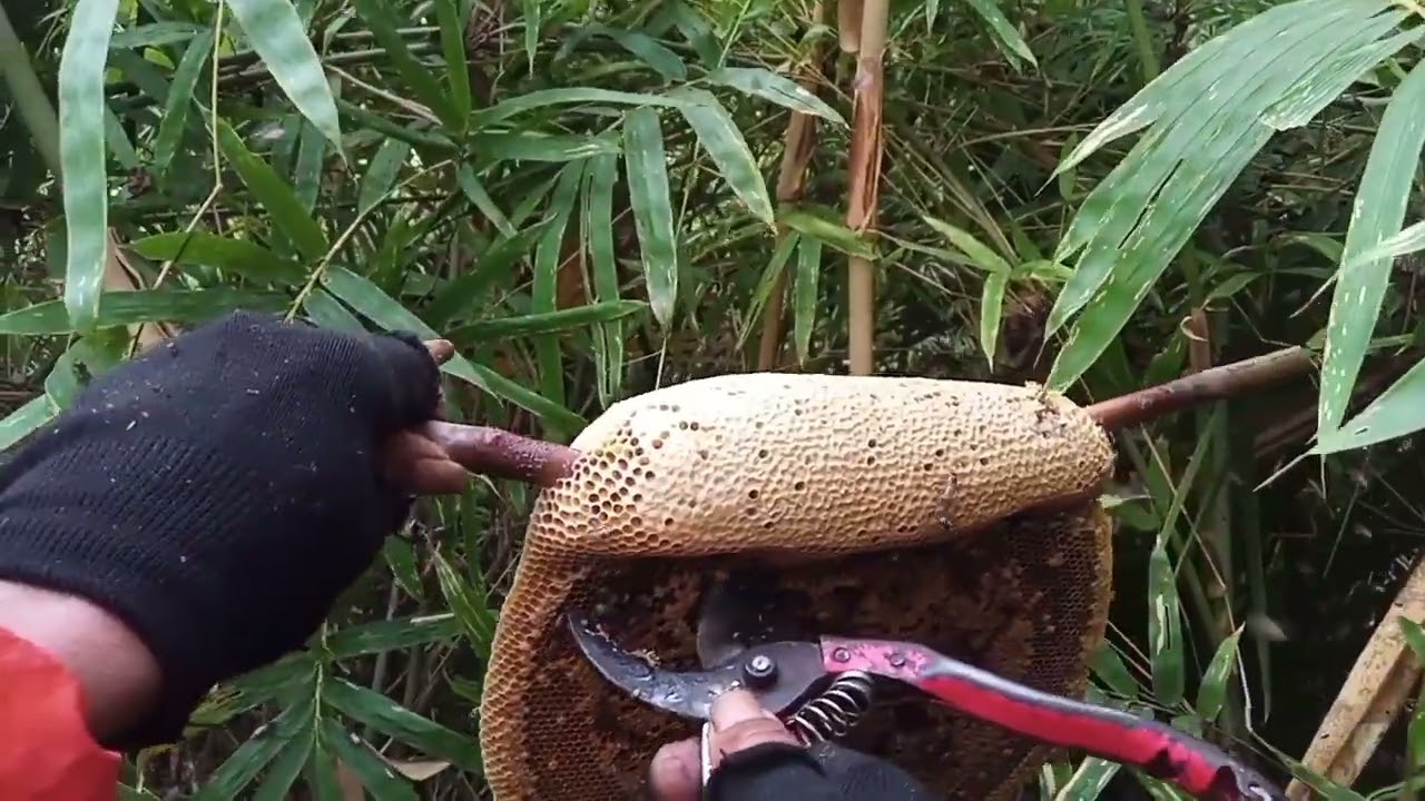 đi tìm ong 🐝 khu vực 46 bình Thuận cũ