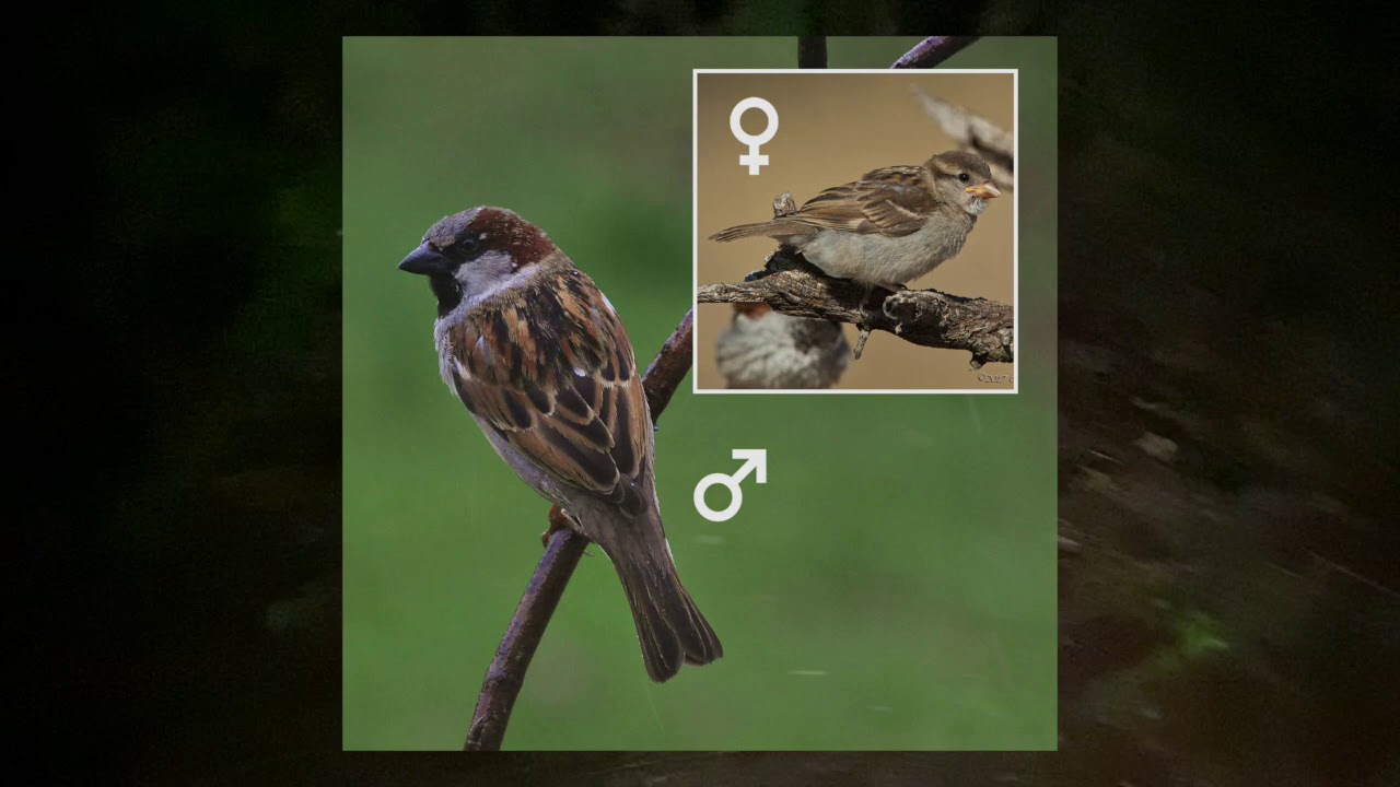 girl-scouts-at-home-cadette-night-owl-badge-youtube