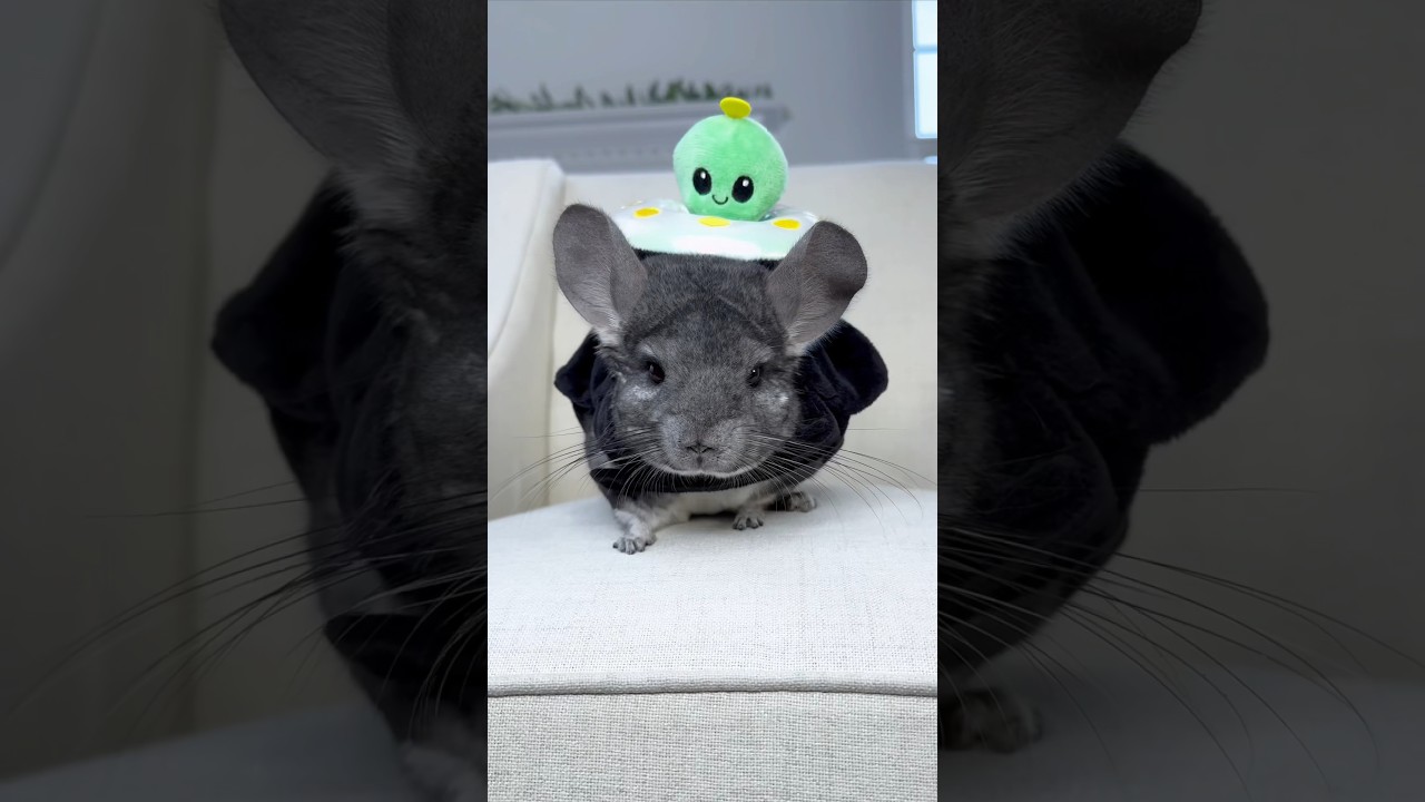 Is Phil too cute for this galaxy? 👽🛸  