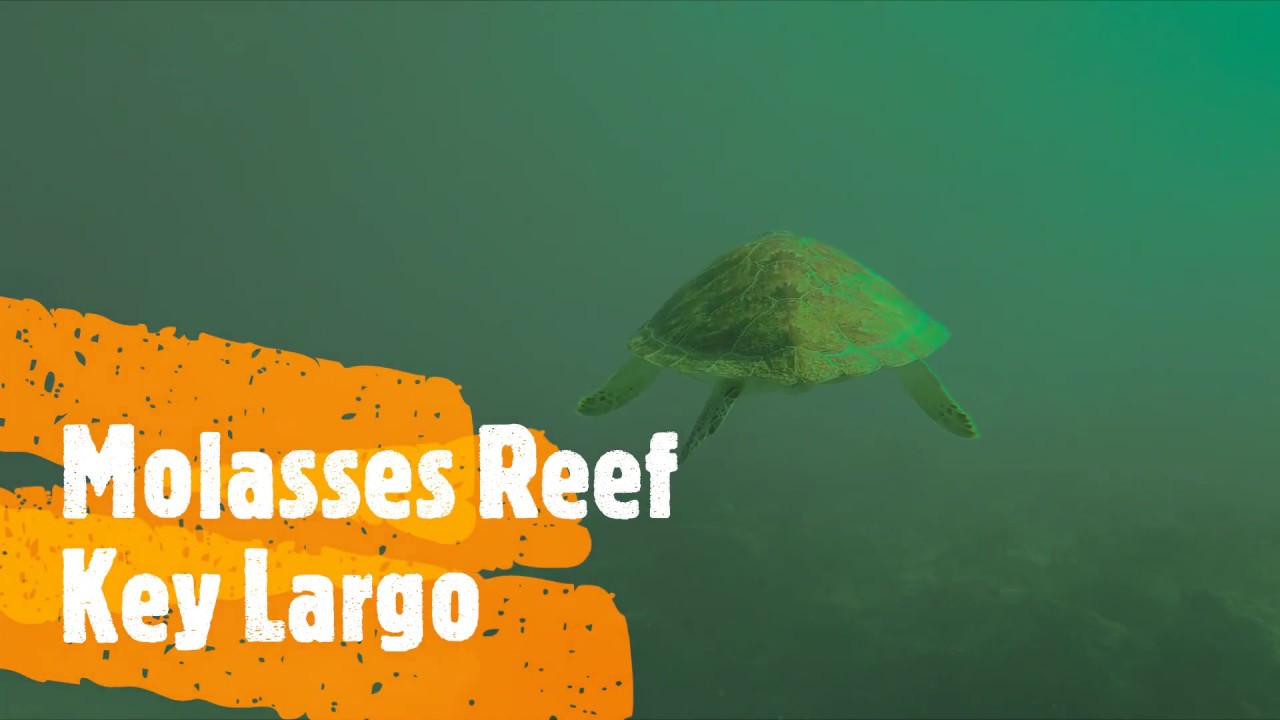 Molasses Reef Key Largo Turtle YouTube
