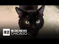 Meet Kuzko, PAWS Chicago Pet of the Week
