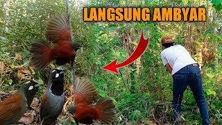 sangat mudah pikat burung Tepus cuma pakai suara burung Tepus MP3 ampuh!!