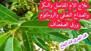 فوائد ورق الصفصاف فى علاج الام المفاصل والروماتيزم والصداع النصفى وعلاج مرض السكرى ، محمد المصرى قنا