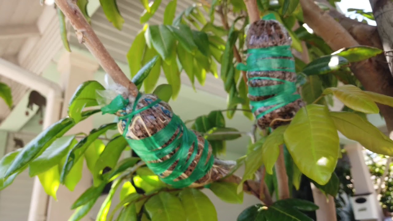 How to air layer Longan tree វិធី សាកដើមមៀនឲ្យចេញឬសបានល្អ - YouTube
